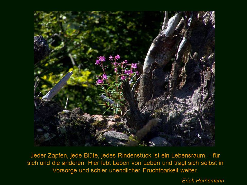 Jeder Zapfen, jede Blüte, jedes Rindenstück ist ein Lebensraum, - für sich und die anderen. Hier lebt Leben von Leben und trägt sich selbst in Vorsorge und schier unendlicher Fruchtbarkeit weiter.