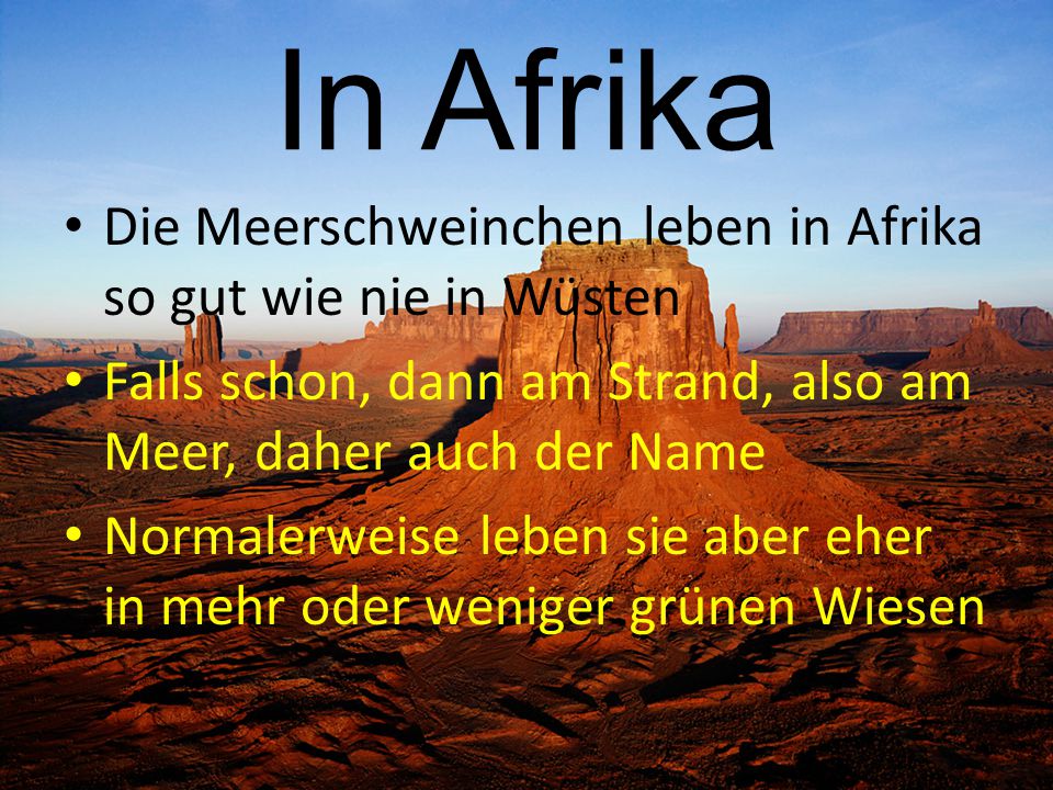 In Afrika Die Meerschweinchen leben in Afrika so gut wie nie in Wüsten