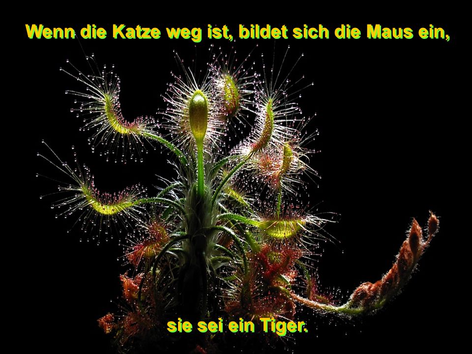 Wenn die Katze weg ist, bildet sich die Maus ein,