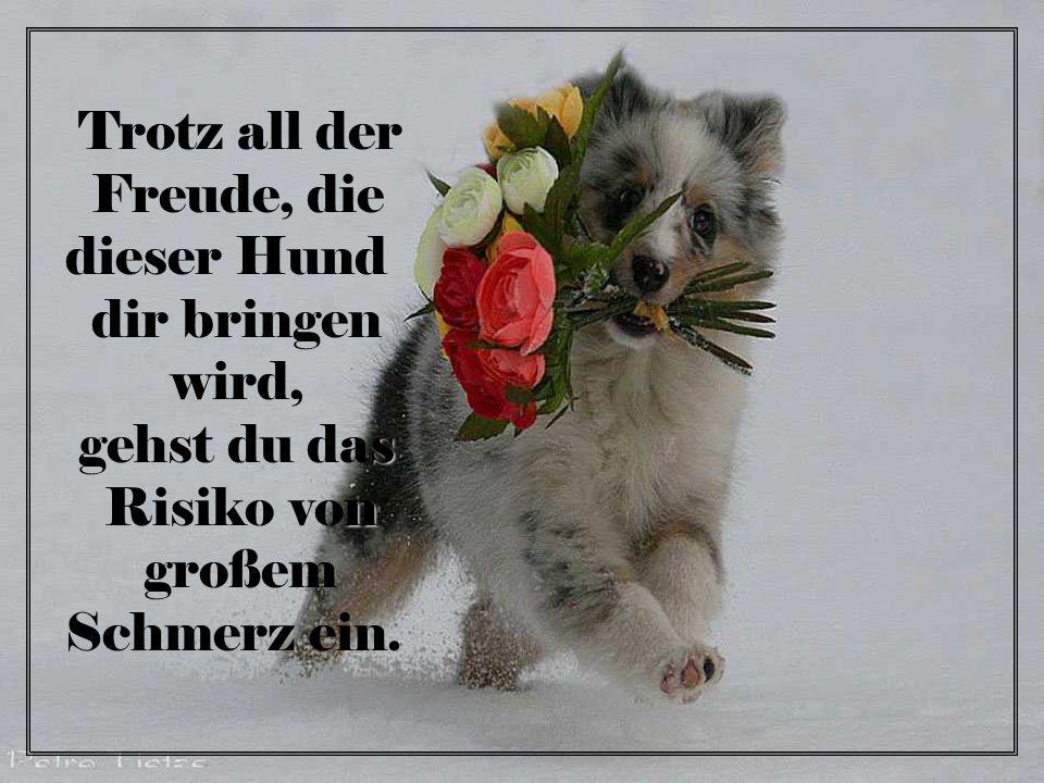 Trotz all der Freude, die. dieser Hund. dir bringen. wird, gehst du das. Risiko von. großem.
