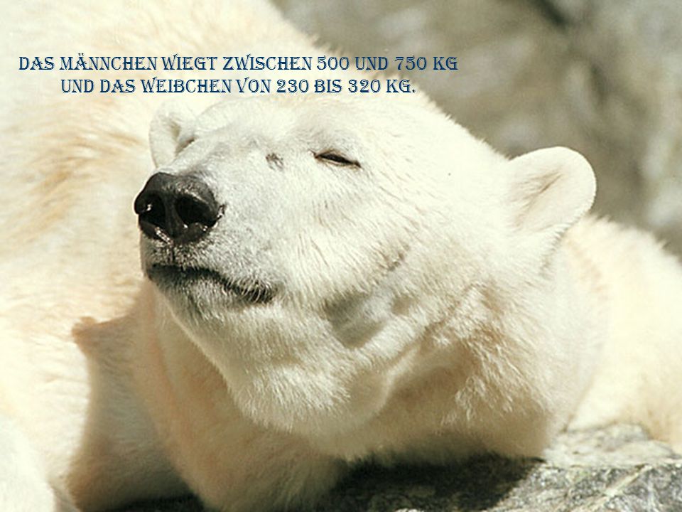 das männchen wiegt zwischen 500 und 750 kg und das weibchen von 230 bis 320 kg.
