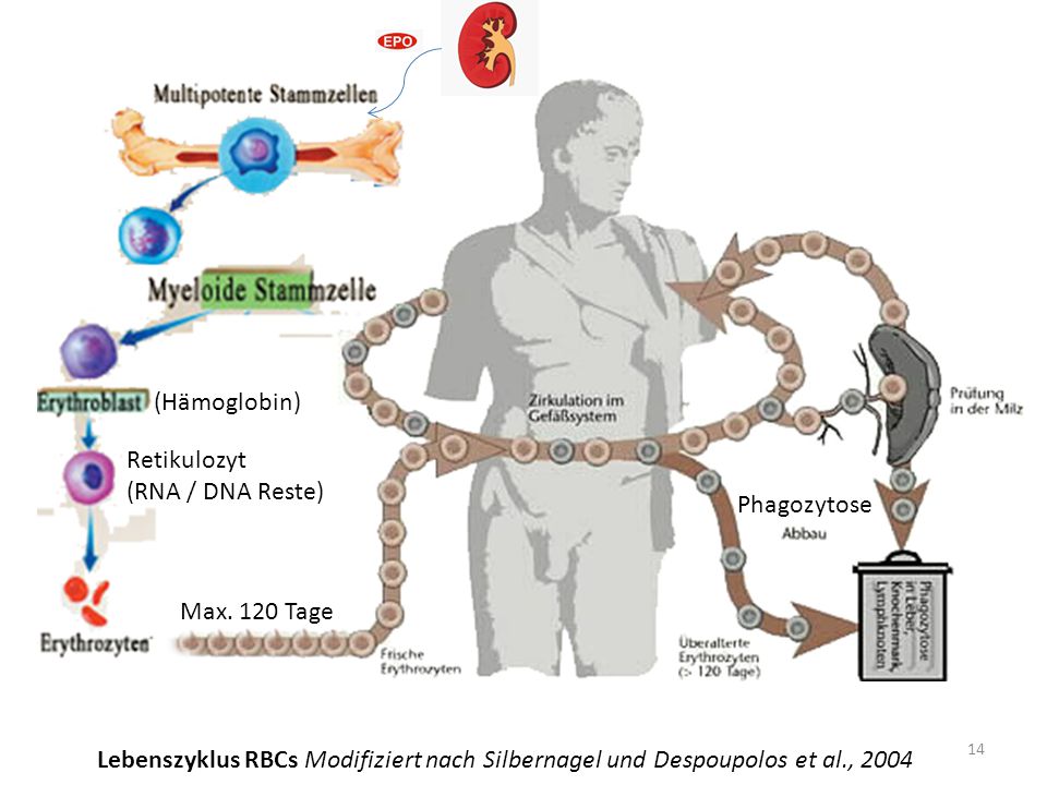 (Hämoglobin) Retikulozyt. (RNA / DNA Reste) Phagozytose. Max. 120 Tage.