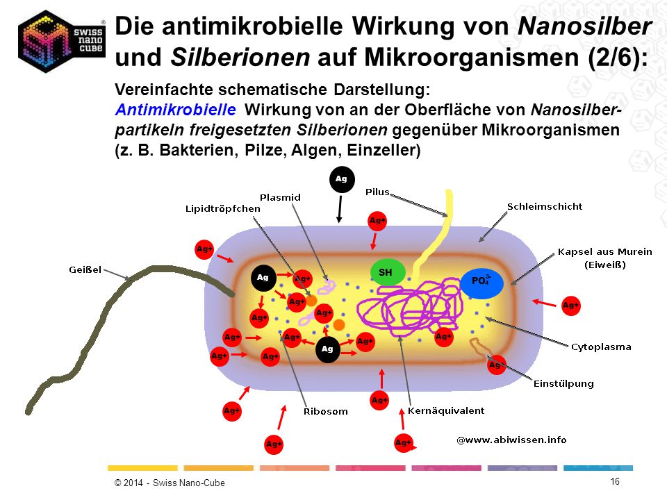 Die antimikrobielle Wirkung von Nanosilber und Silberionen auf Mikroorganismen (2/6):