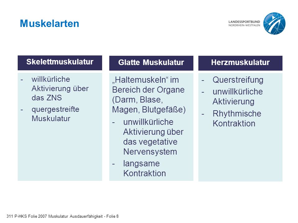 Muskelarten Glatte Muskulatur. willkürliche Aktivierung über das ZNS. quergestreifte Muskulatur.
