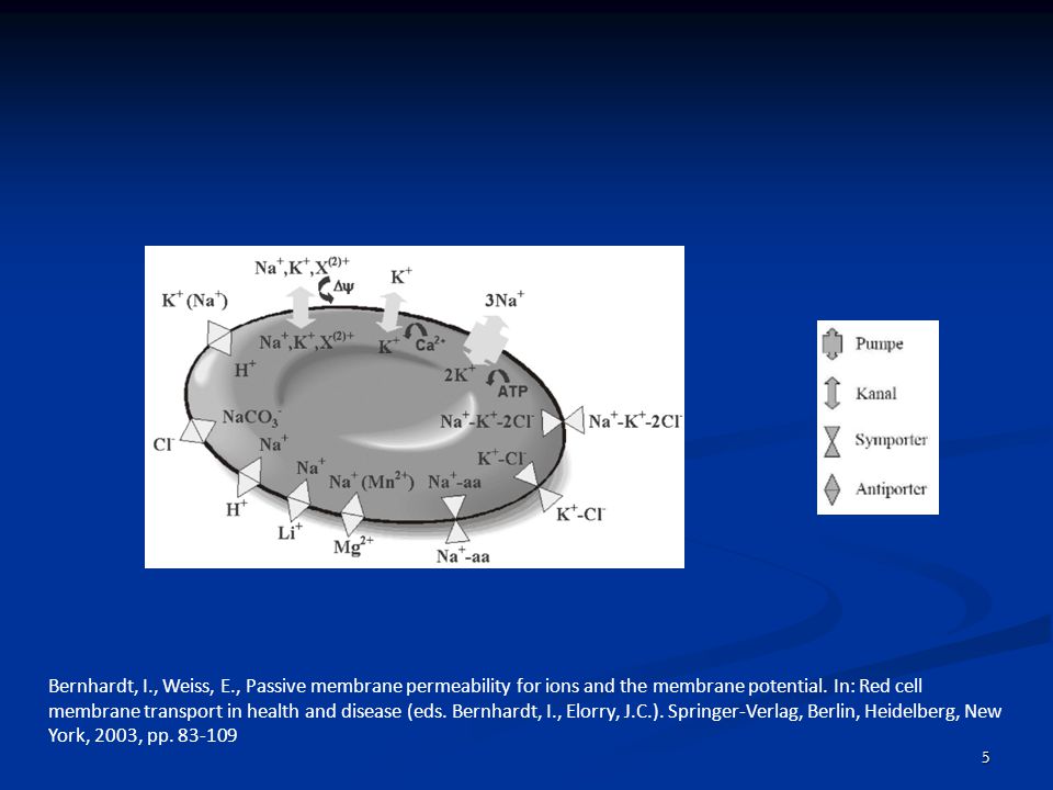 Bernhardt, I., Weiss, E., Passive membrane permeability for ions and the membrane potential.