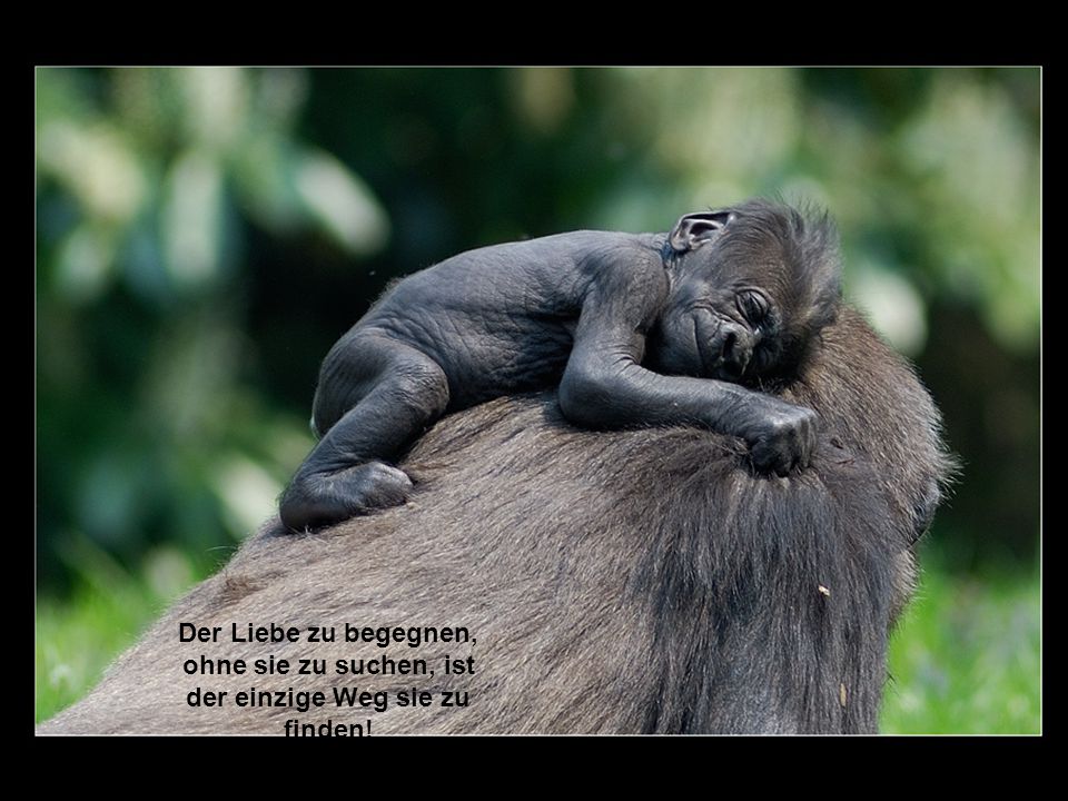 Der Liebe zu begegnen, ohne sie zu suchen, ist der einzige Weg sie zu finden!