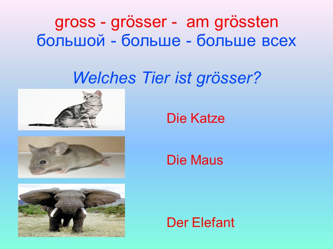 gross - grösser - am grössten большой - больше - больше всех Welches Tier ist grösser