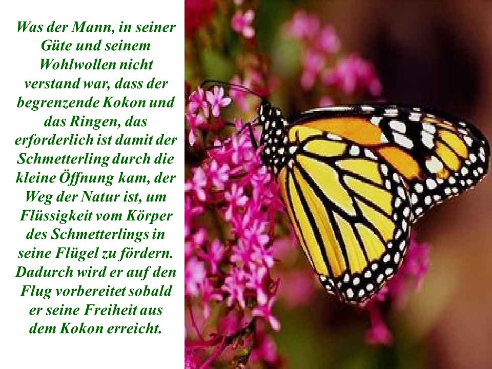 Was der Mann, in seiner Güte und seinem Wohlwollen nicht verstand war, dass der begrenzende Kokon und das Ringen, das erforderlich ist damit der Schmetterling durch die kleine Öffnung kam, der Weg der Natur ist, um Flüssigkeit vom Körper des Schmetterlings in seine Flügel zu fördern.