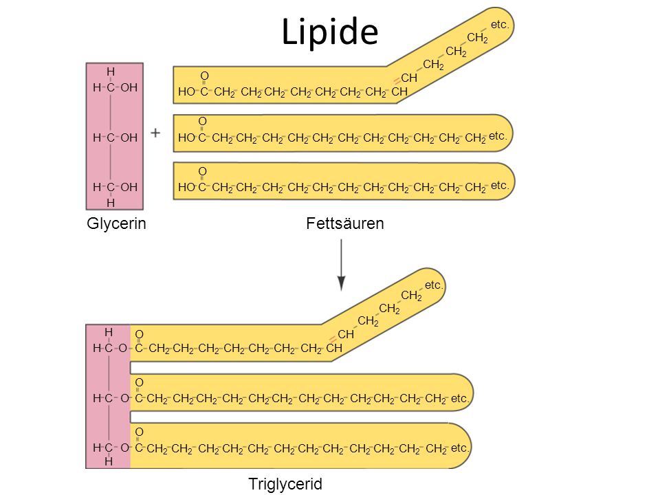 Lipide Glycerin Fettsäuren Triglycerid C OH H C O HO CH etc. CH2 CH C