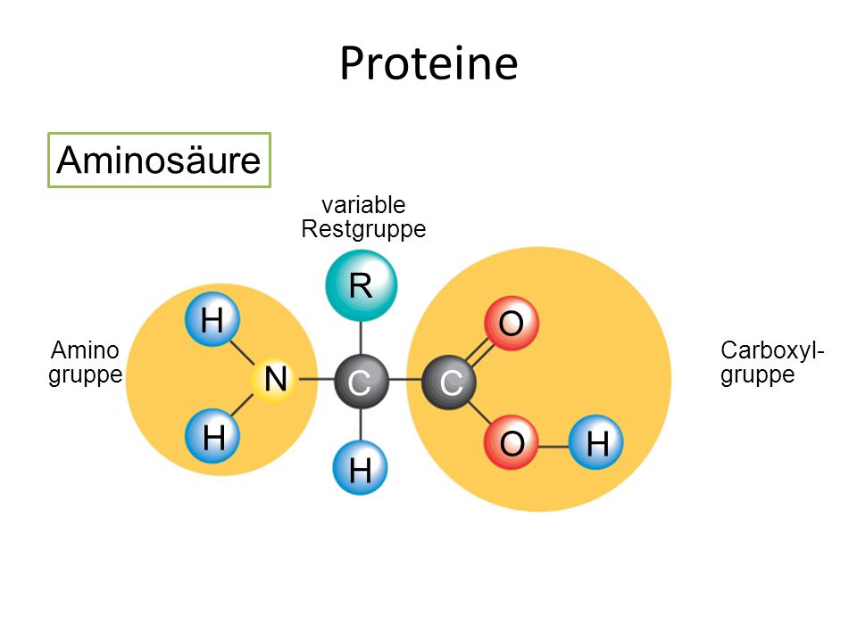Proteine Aminosäure R O N C H Amino gruppe variable Restgruppe