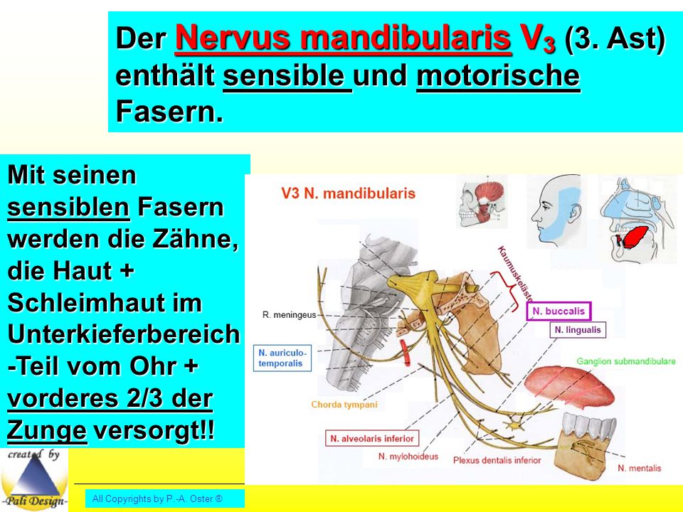 Der Nervus mandibularis V3 (3