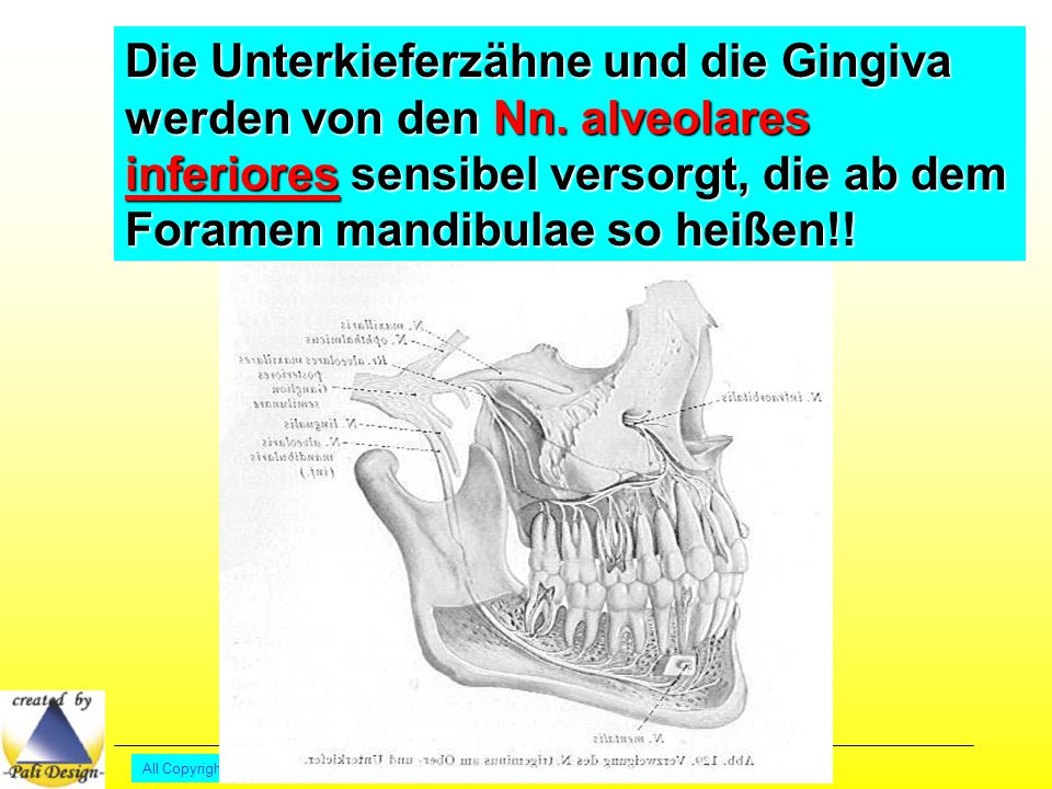 Die Unterkieferzähne und die Gingiva werden von den Nn