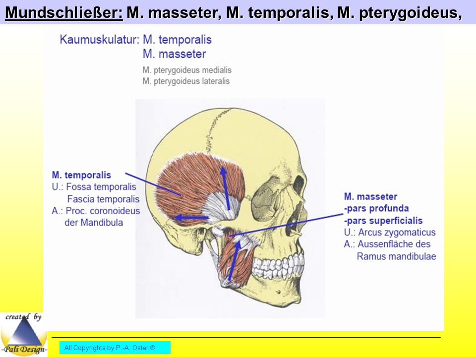 Mundschließer: M. masseter, M. temporalis, M. pterygoideus,