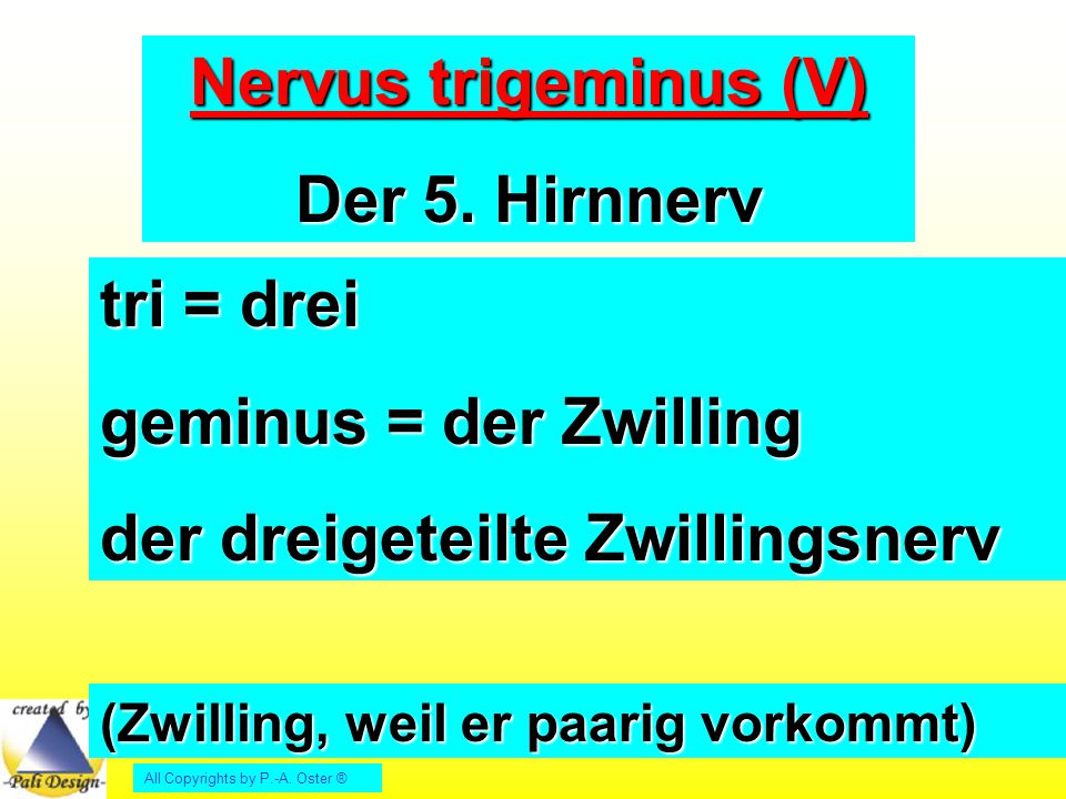 Nervus trigeminus (V) Der 5. Hirnnerv