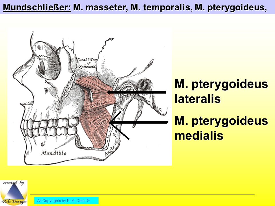 M. pterygoideus lateralis M. pterygoideus medialis