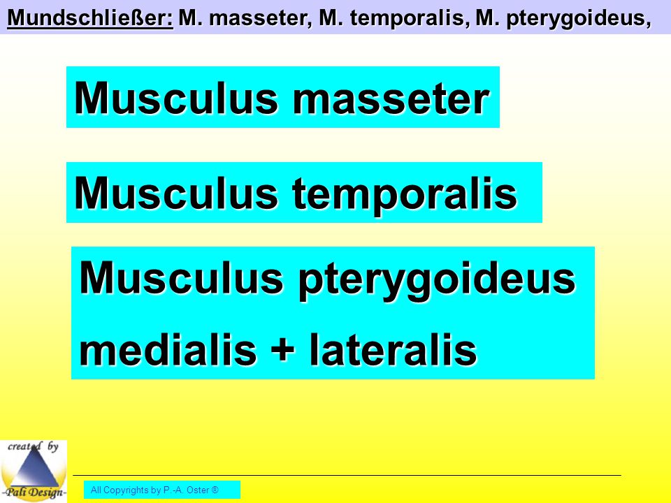 Musculus pterygoideus medialis + lateralis