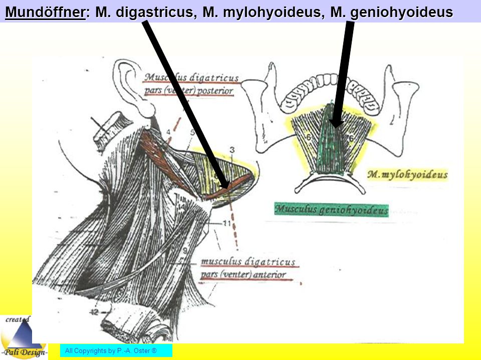 Mundöffner: M. digastricus, M. mylohyoideus, M. geniohyoideus
