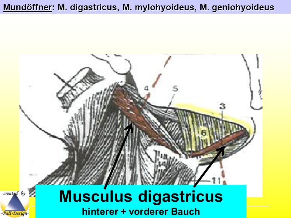 Musculus digastricus hinterer + vorderer Bauch