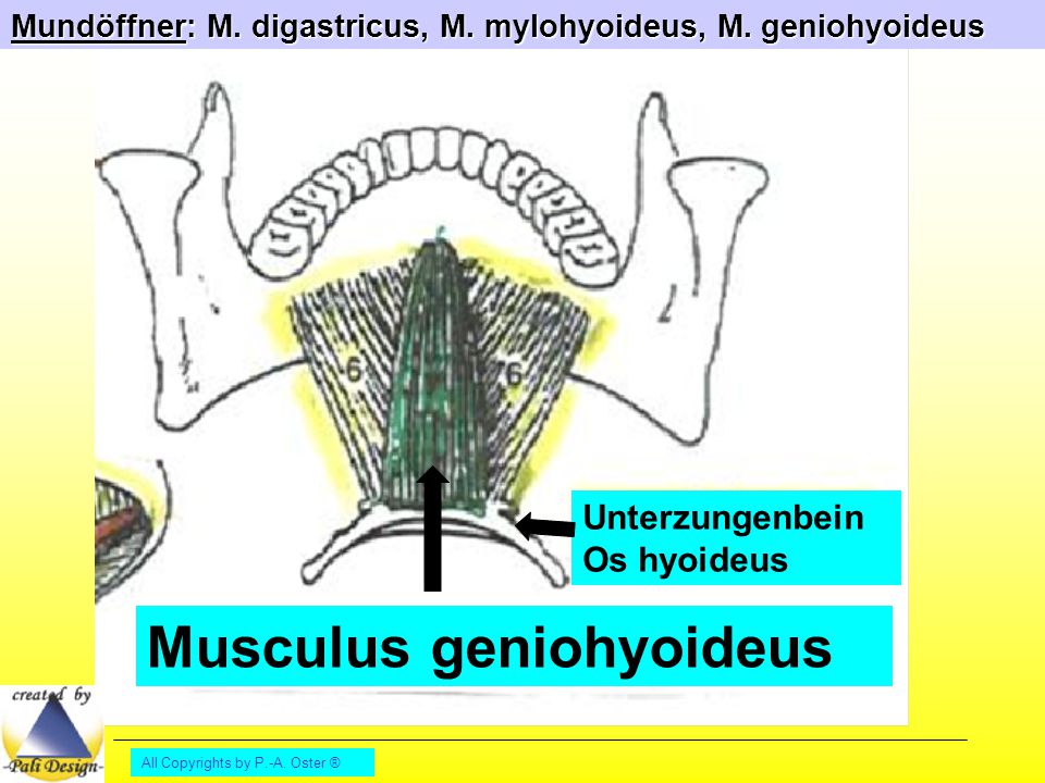 Musculus geniohyoideus