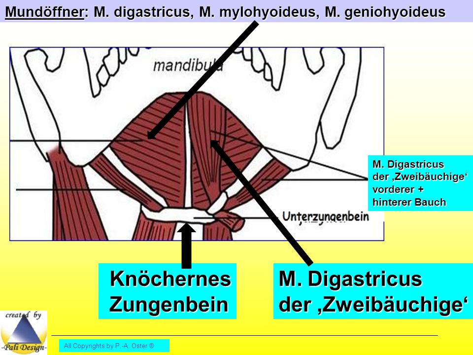 Knöchernes Zungenbein M. Digastricus der ‚Zweibäuchige‘