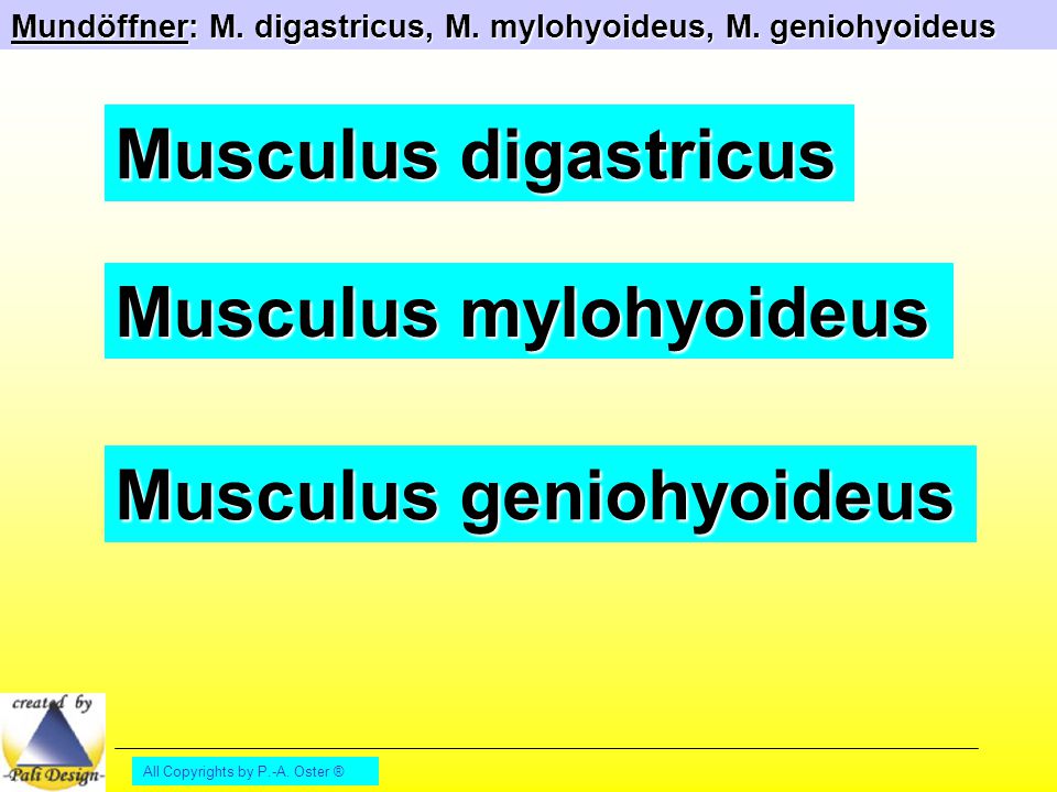 Musculus mylohyoideus