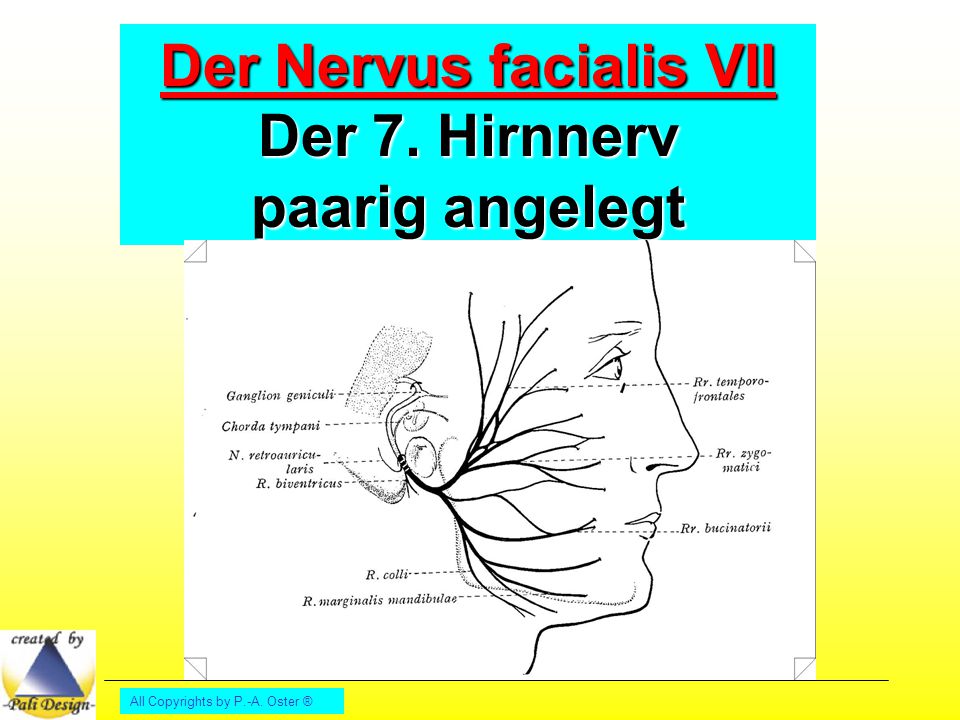 Der Nervus facialis VII Der 7. Hirnnerv paarig angelegt