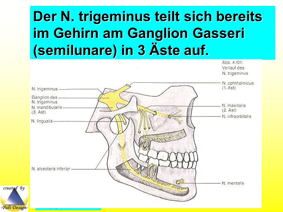 Der N. trigeminus teilt sich bereits im Gehirn am Ganglion Gasseri (semilunare) in 3 Äste auf.