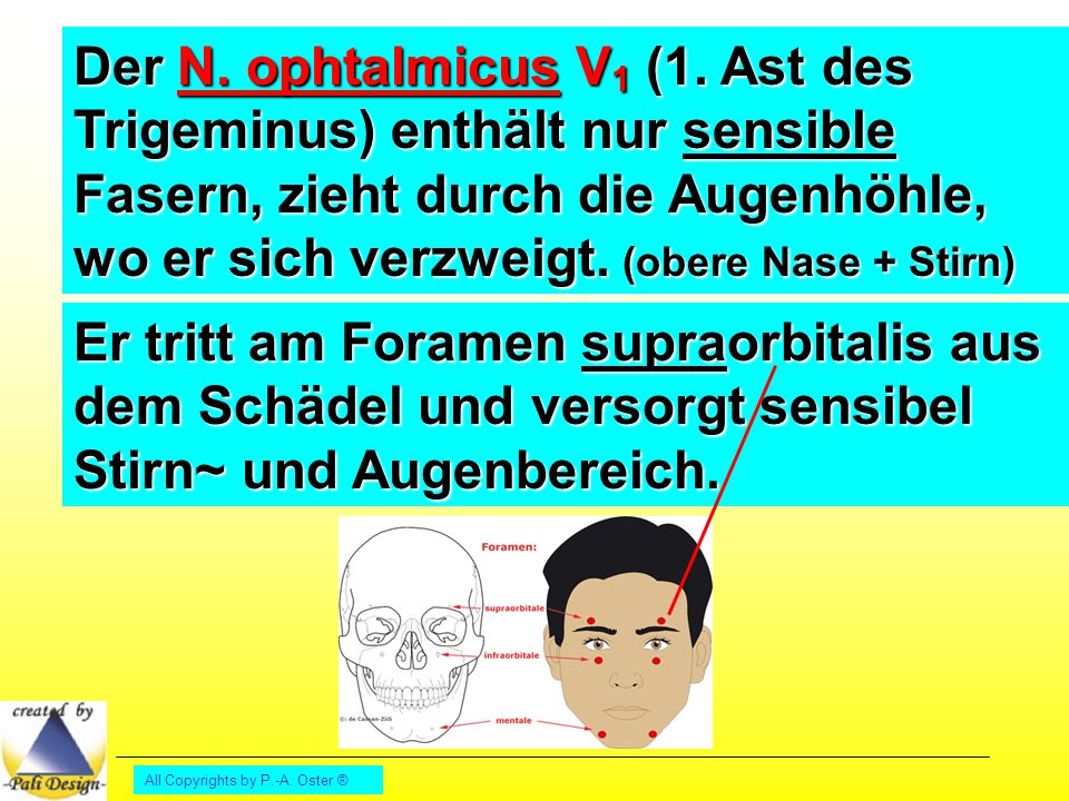 Der N. ophtalmicus V1 (1. Ast des Trigeminus) enthält nur sensible Fasern, zieht durch die Augenhöhle, wo er sich verzweigt. (obere Nase + Stirn)