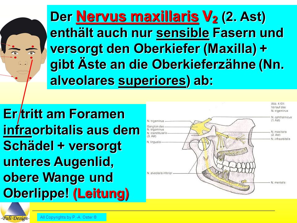 Der Nervus maxillaris V2 (2