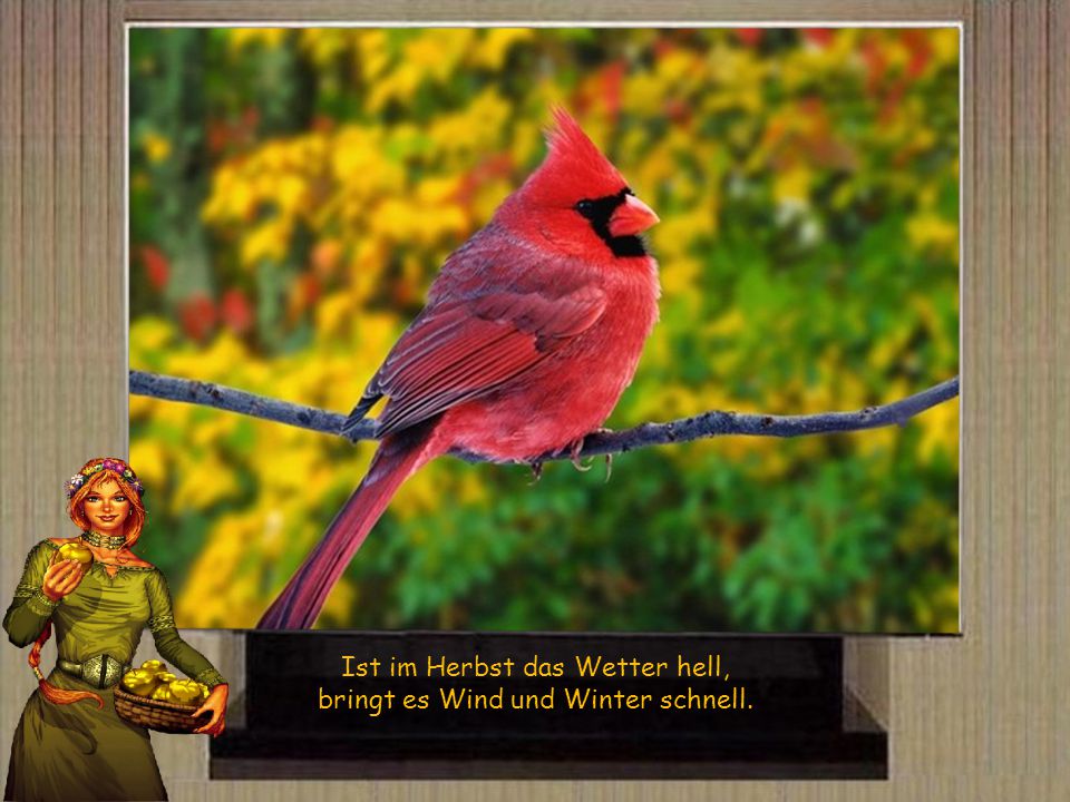 Ist im Herbst das Wetter hell, bringt es Wind und Winter schnell.