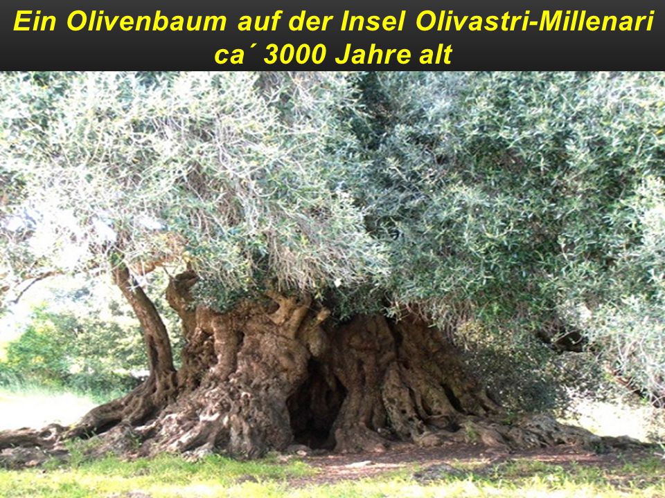 Ein Olivenbaum auf der Insel Olivastri-Millenari ca´ 3000 Jahre alt