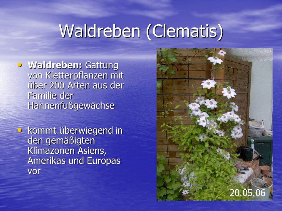 Waldreben (Clematis) Waldreben: Gattung von Kletterpflanzen mit über 200 Arten aus der Familie der Hahnenfußgewächse.