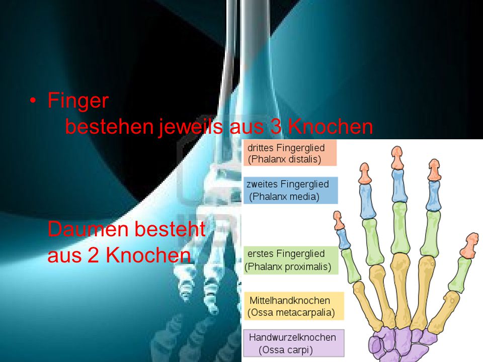 Finger bestehen jeweils aus 3 Knochen Daumen besteht aus 2 Knochen