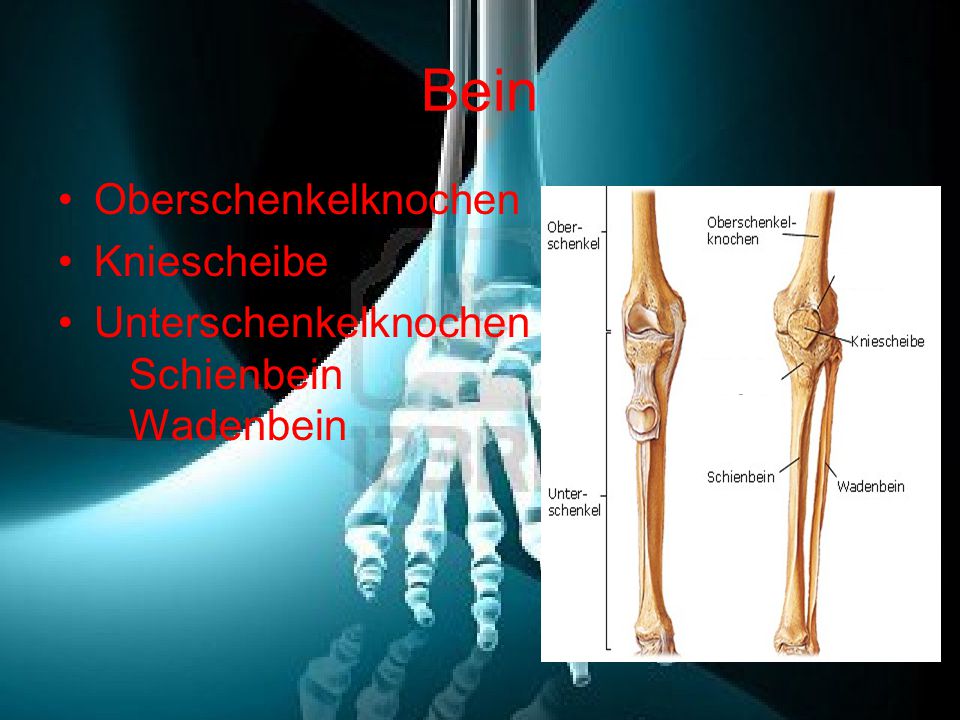 Bein Oberschenkelknochen Kniescheibe