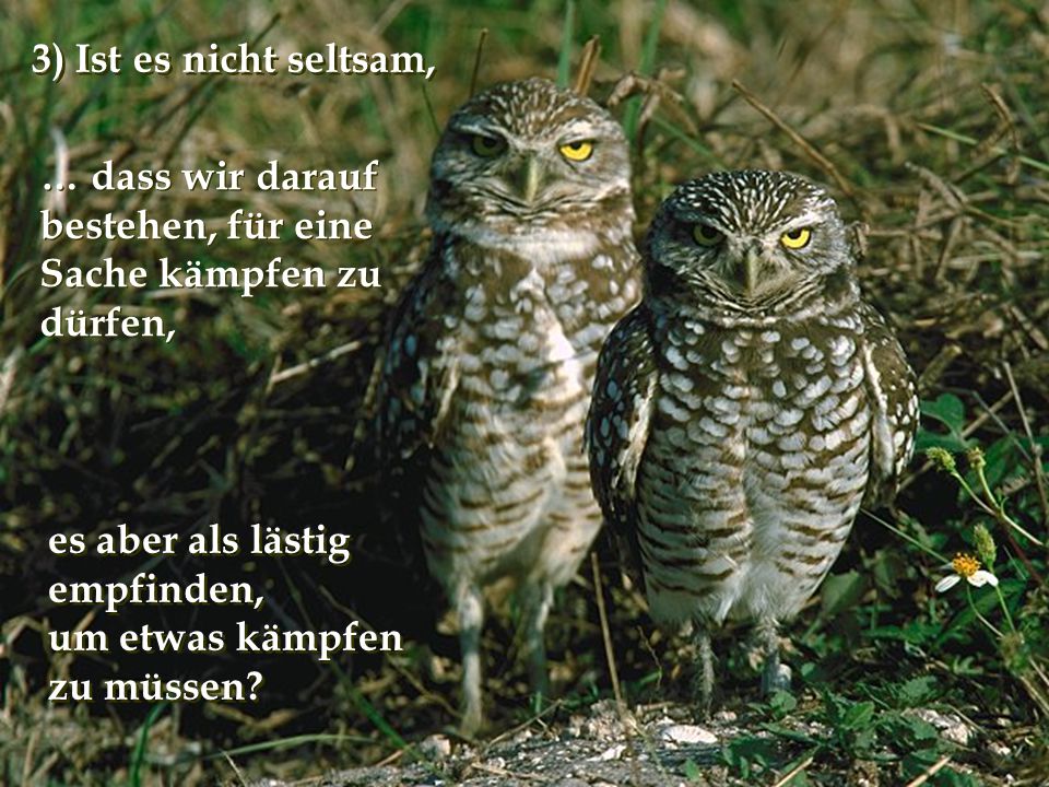 3) Ist es nicht seltsam, … dass wir darauf bestehen, für eine Sache kämpfen zu dürfen, es aber als lästig empfinden,