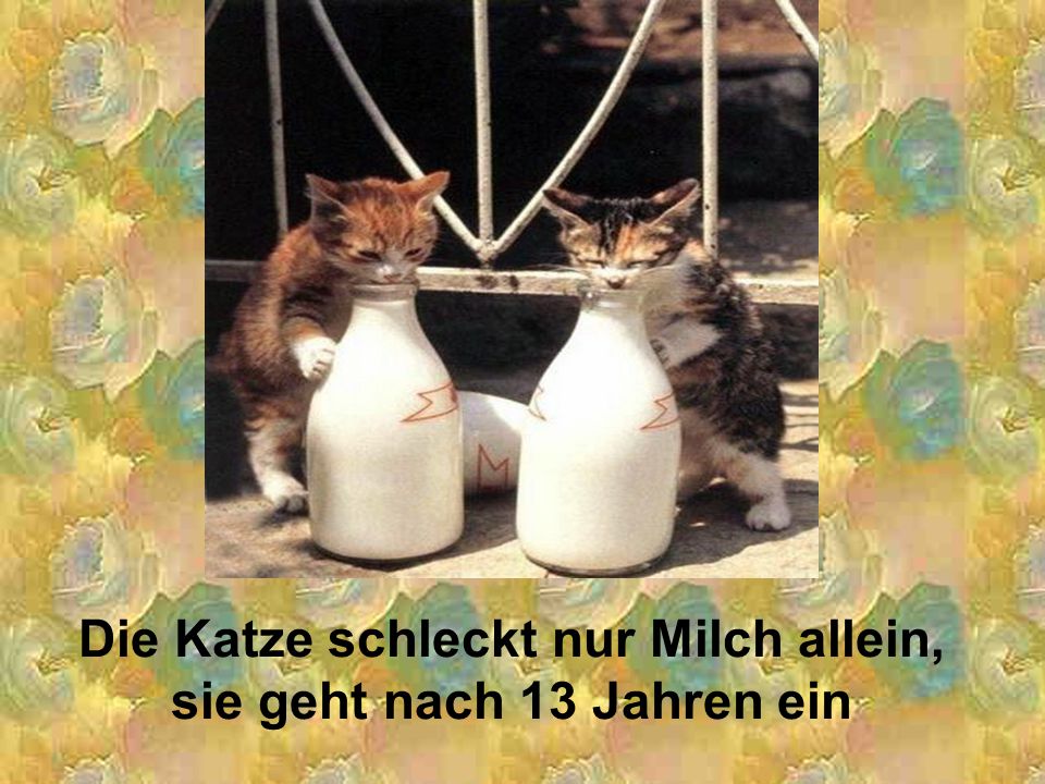 Die Katze schleckt nur Milch allein, sie geht nach 13 Jahren ein