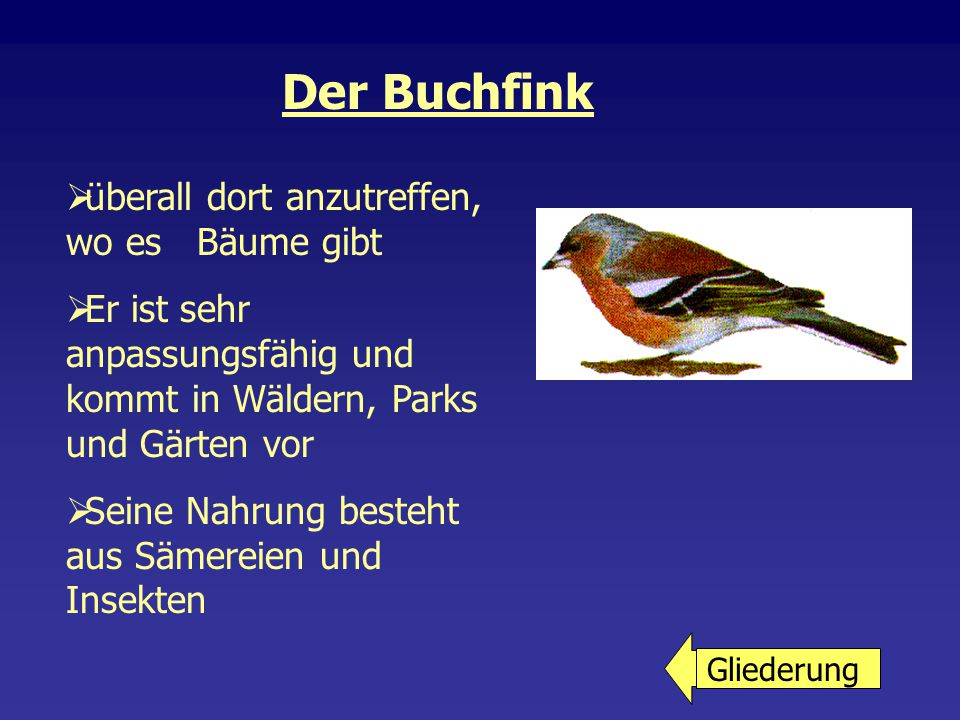 Der Buchfink überall dort anzutreffen, wo es Bäume gibt