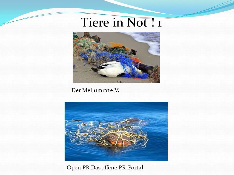 Tiere in Not ! 1 Der Mellumrat e.V. Open PR Das offene PR-Portal