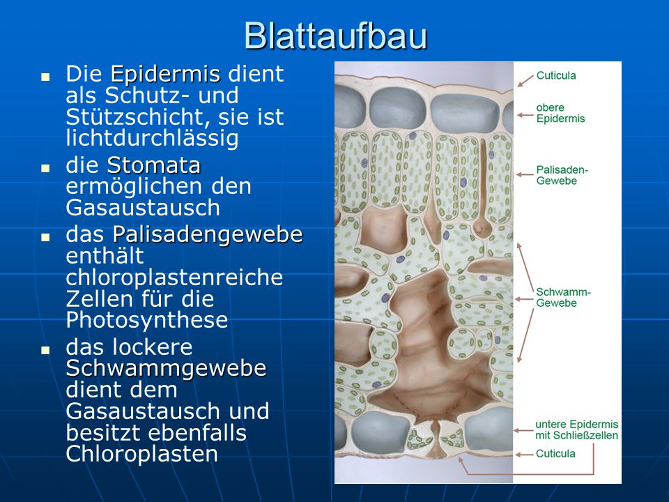 Blattaufbau Die Epidermis dient als Schutz- und Stützschicht, sie ist lichtdurchlässig. die Stomata ermöglichen den Gasaustausch.