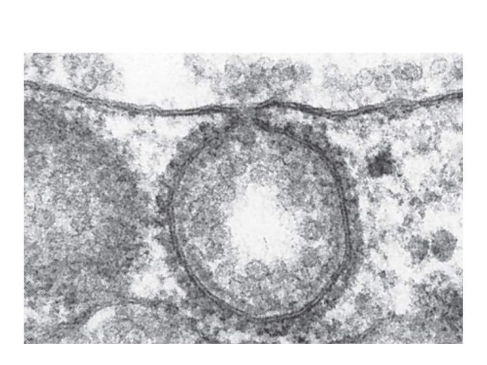 Figure :4-8 part c Title: Receptor-mediated endocytosis part c. Caption: