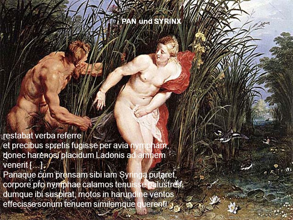 PAN und SYRINX restabat verba referre et precibus spretis fugisse per avia nympham, donec harenosi placidum Ladonis ad amnem venerit […]
