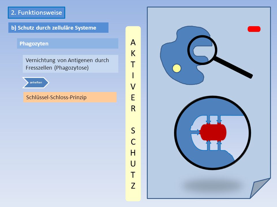 AKT I VER SCHUTZ 2. Funktionsweise b) Schutz durch zelluläre Systeme