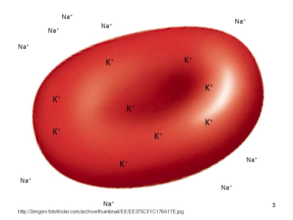 K+ K+ K+ K+ K+ K+ K+ K+ K+ Na+ Na+ Na+ Na+ Na+ Na+ Na+ Na+ Na+