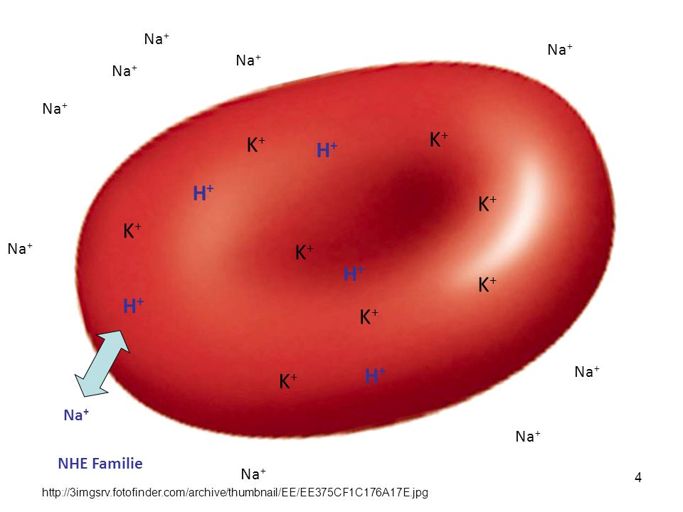 K+ K+ H+ H+ K+ K+ K+ H+ K+ H+ K+ H+ K+ Na+ Na+ Na+ Na+ Na+ Na+ Na+ Na+