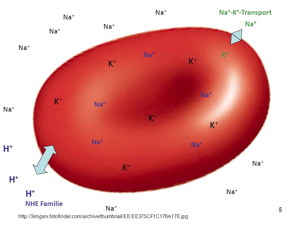 K+ K+ K+ K+ K+ H+ K+ H+ H+ Na+ Na+-K+-Transport Na+ Na+ K+ Na+ Na+ Na+
