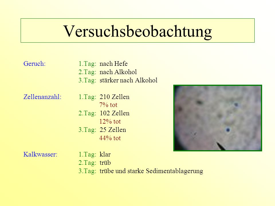 Versuchsbeobachtung Geruch: 1.Tag: nach Hefe 2.Tag: nach Alkohol