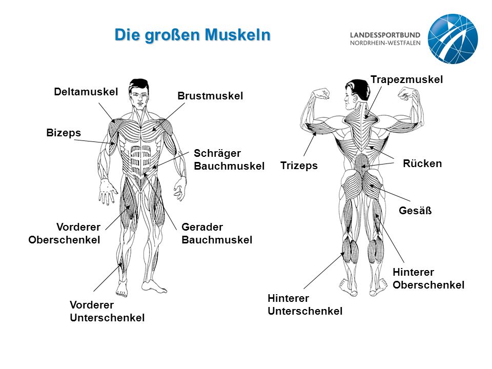 Die großen Muskeln Trizeps Trapezmuskel Rücken Gesäß