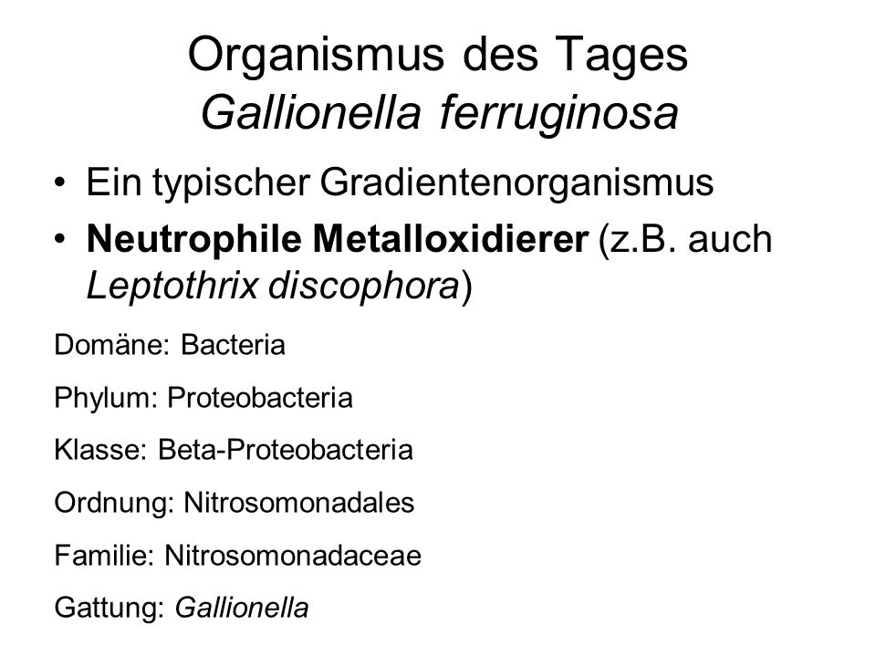 Organismus des Tages Gallionella ferruginosa