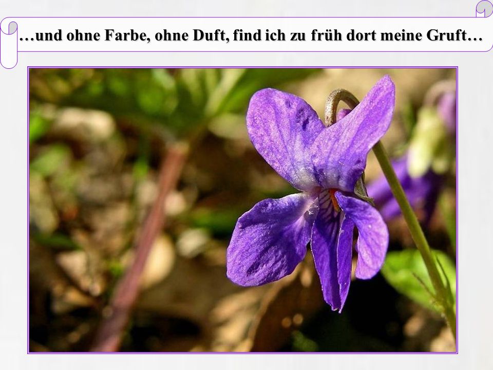 …und ohne Farbe, ohne Duft, find ich zu früh dort meine Gruft…