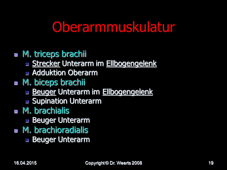 Oberarmmuskulatur M. triceps brachii M. biceps brachii M. brachialis